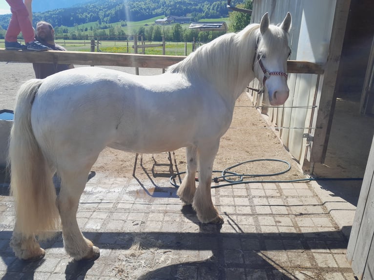 Gypsy Horse Mare 10 years 13,2 hh in Thalgau