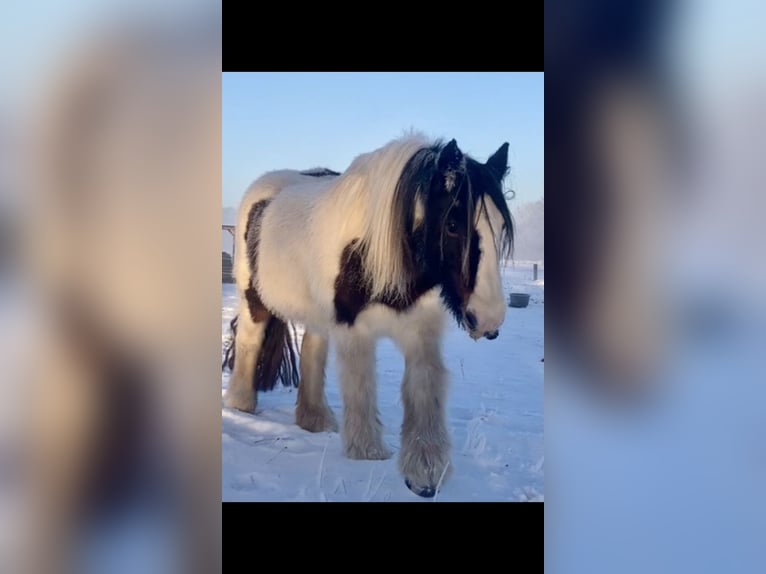 Gypsy Horse Mare 10 years 13,2 hh Pinto in L&#xFC;neburg