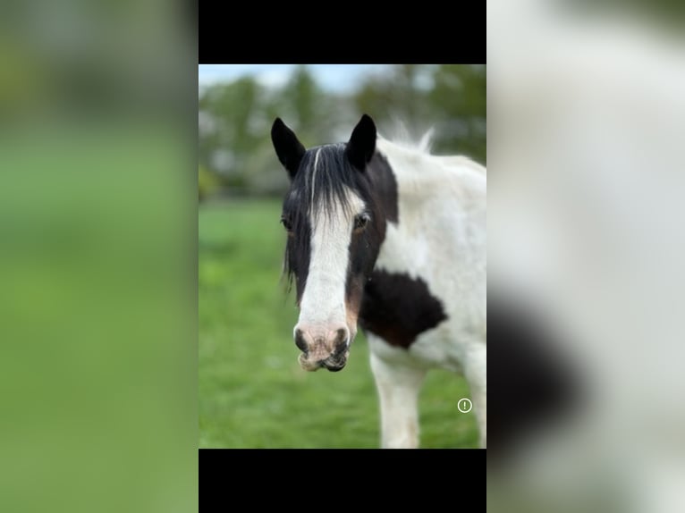Gypsy Horse Mare 10 years 13,2 hh Pinto in L&#xFC;neburg