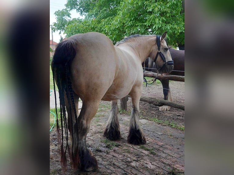 Gypsy Horse Mare 10 years 14,1 hh Buckskin in Csorvás