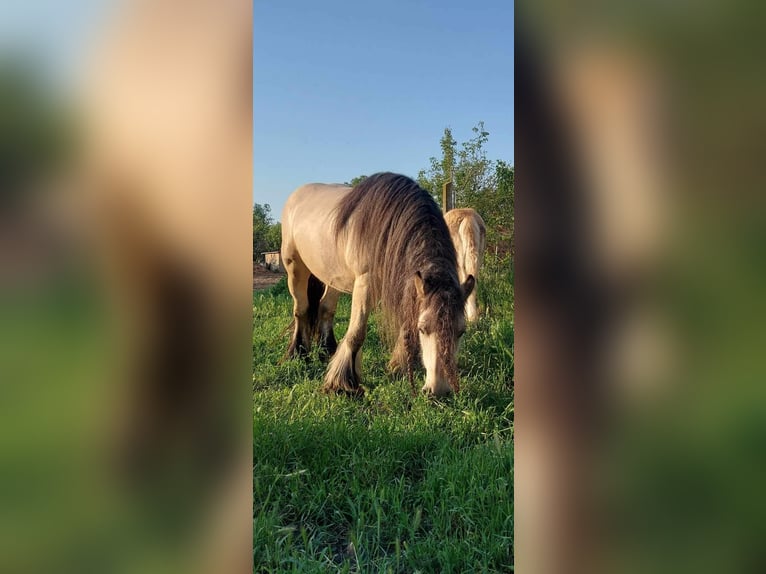 Gypsy Horse Mare 10 years 14,1 hh Buckskin in Csorvás