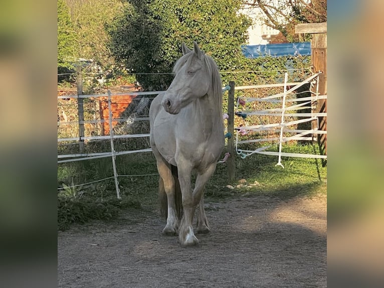 Gypsy Horse Mare 10 years 14,1 hh Cremello in Groß-Umstadt