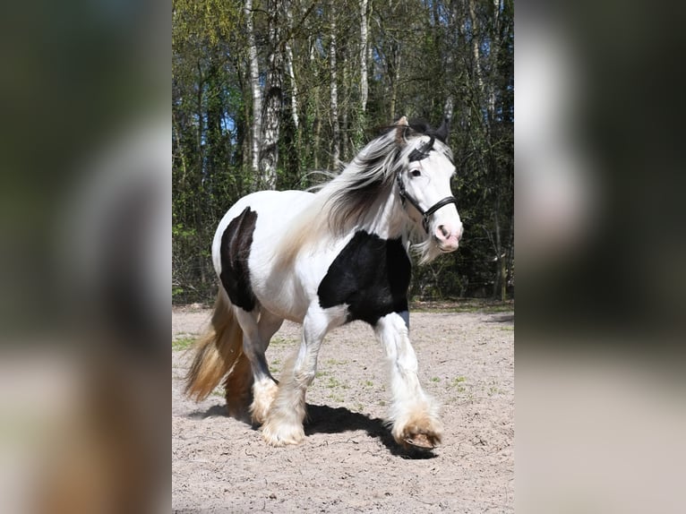 Gypsy Horse Mare 10 years 14.1 hh Tobiano-all-colors in Barger-Compascuum