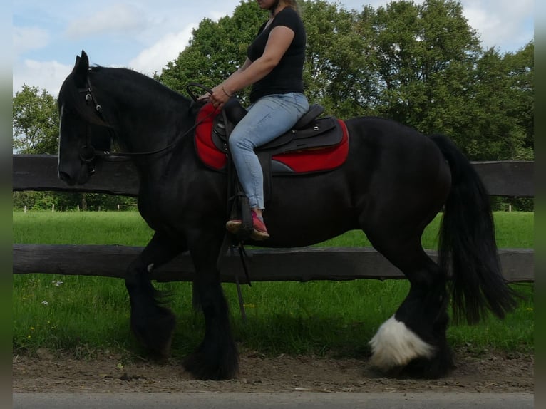 Gypsy Horse Mare 10 years 14,2 hh Black in Lathen