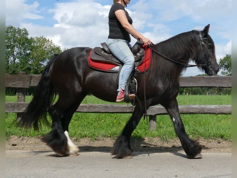 Gypsy Horse Mare 10 years 14,2 hh Black in Lathen