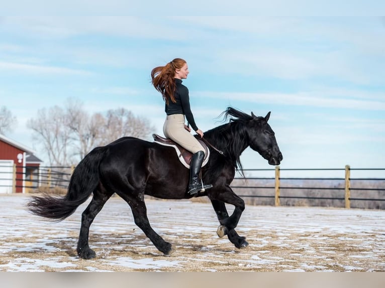 Gypsy Horse Mix Mare 10 years 14,2 hh Black in Buffalo, WY