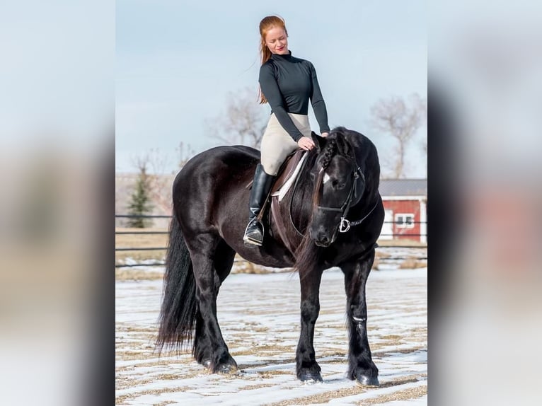 Gypsy Horse Mix Mare 10 years 14,2 hh Black in Buffalo, WY