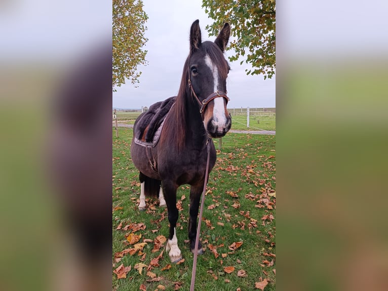 Gypsy Horse Mix Mare 10 years 14,2 hh Brown in Wölfersheim