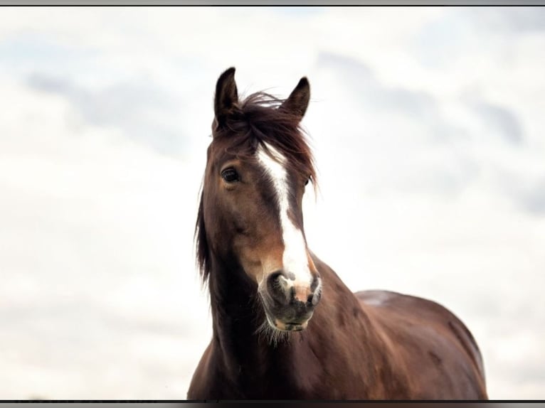 Gypsy Horse Mix Mare 10 years 14,2 hh Brown in Wölfersheim