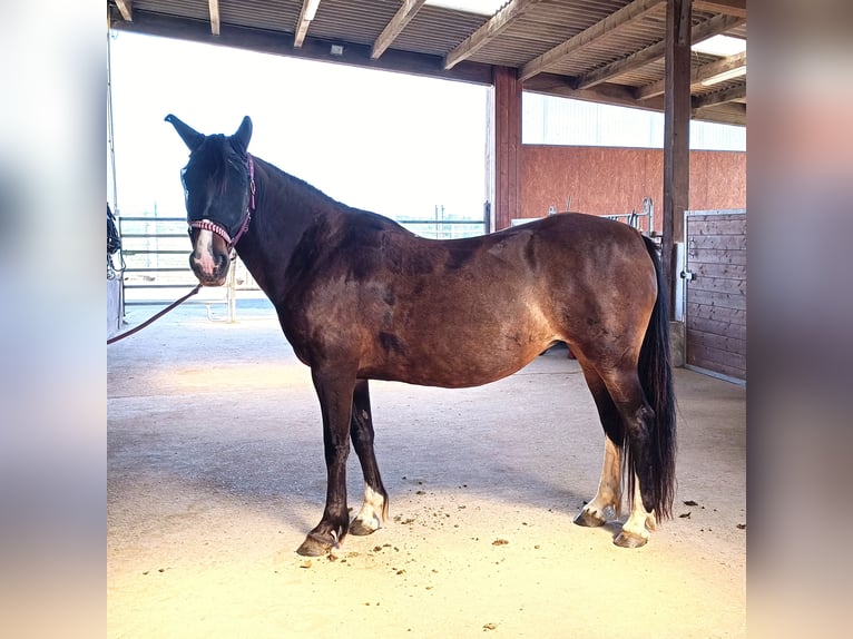 Gypsy Horse Mix Mare 10 years 14,2 hh Brown in Wölfersheim