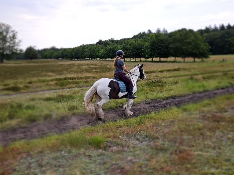 Gypsy Horse Mare 10 years 14,2 hh Pinto in Heerde