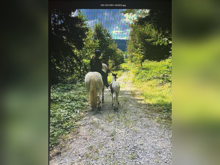 Gypsy Horse Mix Mare 10 years 14,2 hh Pinto in Wegscheid