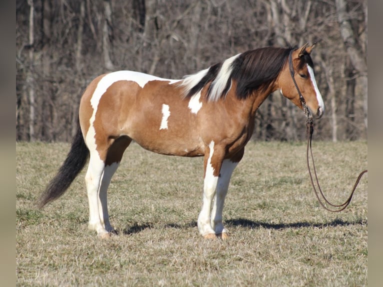 Gypsy Horse Mare 10 years 14,3 hh Dun in Mount vernon KY