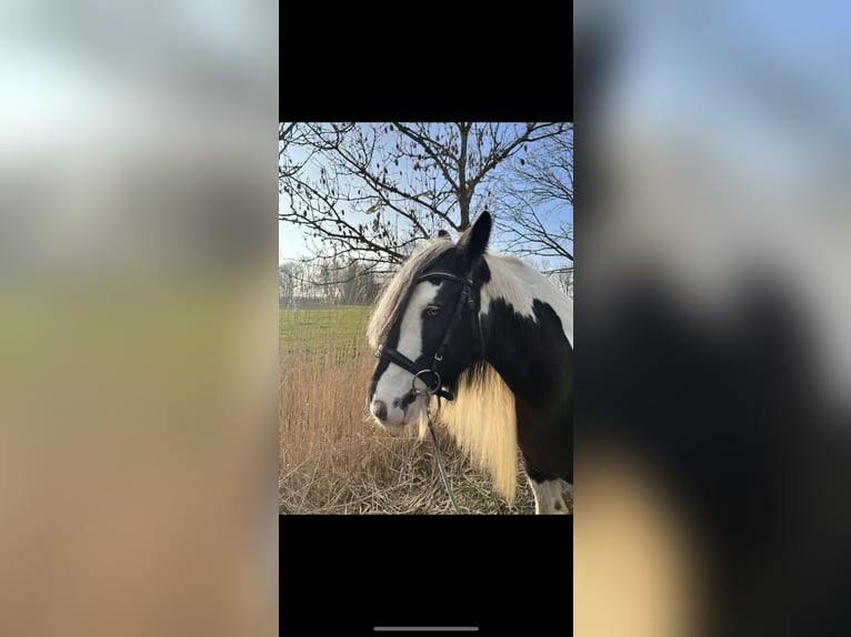 Gypsy Horse Mare 10 years 14 hh in Butjadingen