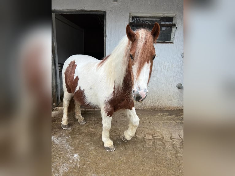 Gypsy Horse Mare 10 years 14 hh Pinto in Kupferzell