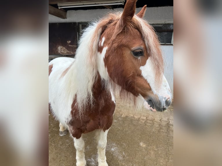 Gypsy Horse Mare 10 years 14 hh Pinto in Kupferzell
