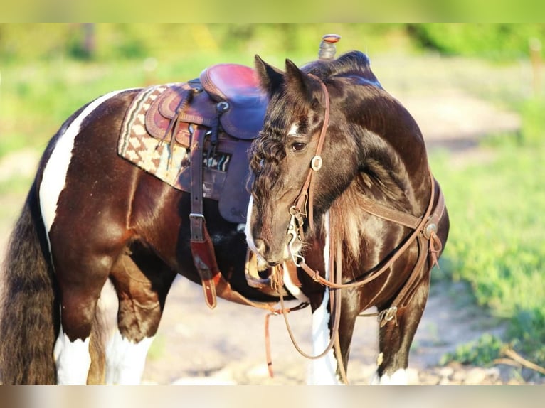 Gypsy Horse Mare 10 years 14 hh in Joshua, TX