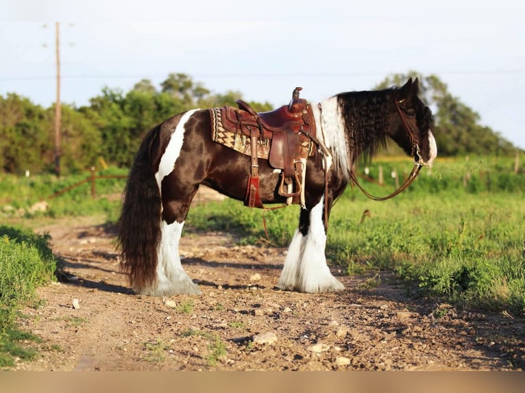 Gypsy Horse Mare 10 years 14 hh in Joshua, TX