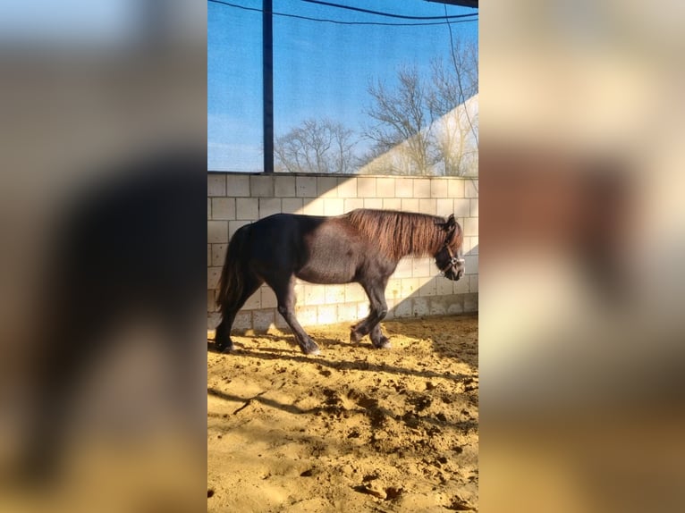 Gypsy Horse Mix Mare 10 years 14,2 hh Bay-Dark in Ratingen