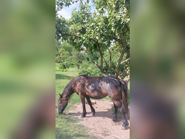 Gypsy Horse Mix Mare 10 years 14,2 hh Bay-Dark in Ratingen
