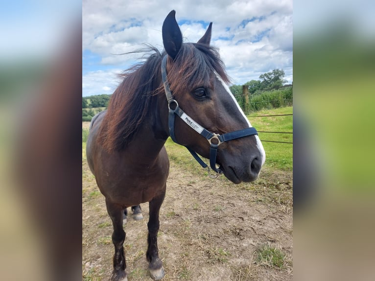 Gypsy Horse Mix Mare 10 years 14,2 hh Bay-Dark in Ratingen