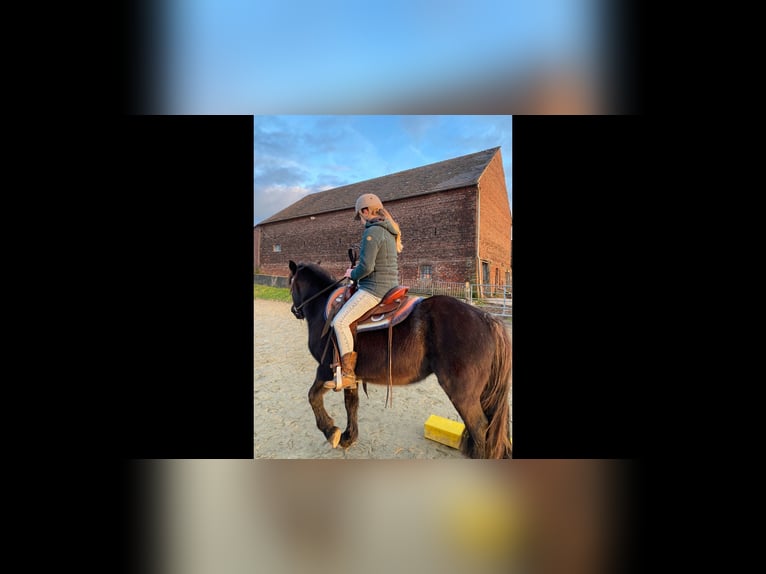 Gypsy Horse Mix Mare 10 years 14,2 hh Bay-Dark in Ratingen