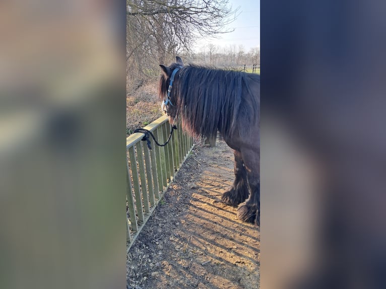 Gypsy Horse Mare 10 years 14,2 hh Black in Ingolstadt