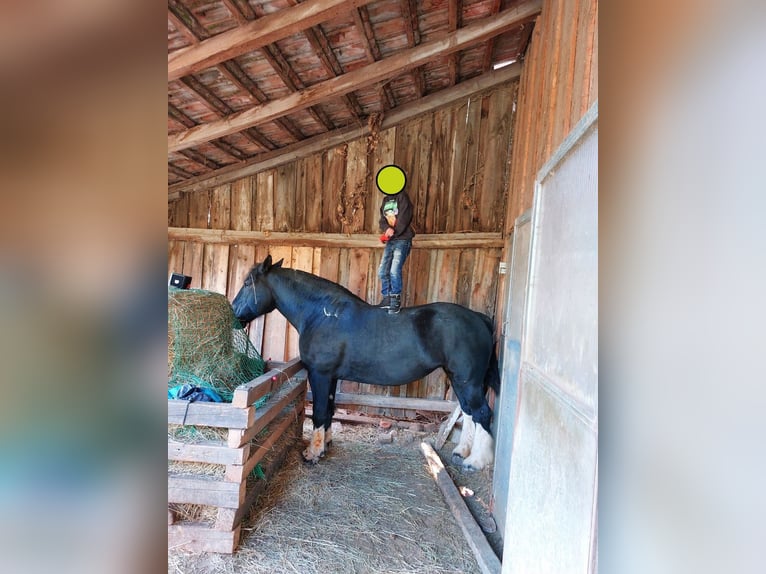Gypsy Horse Mare 10 years 14,2 hh Black in kirchberg am Wagram