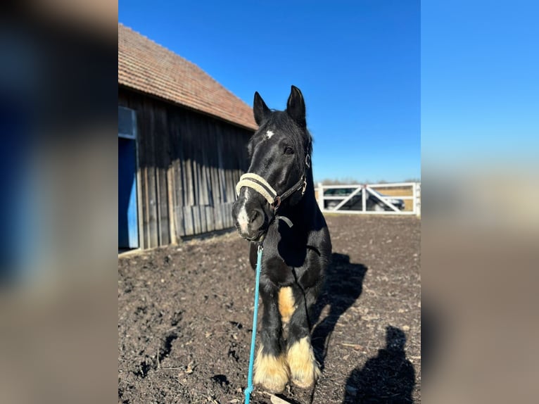 Gypsy Horse Mare 10 years 14,2 hh Black in kirchberg am Wagram