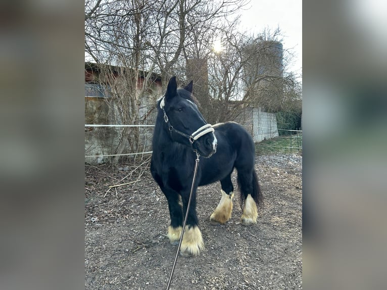 Gypsy Horse Mare 10 years 14,2 hh Black in kirchberg am Wagram