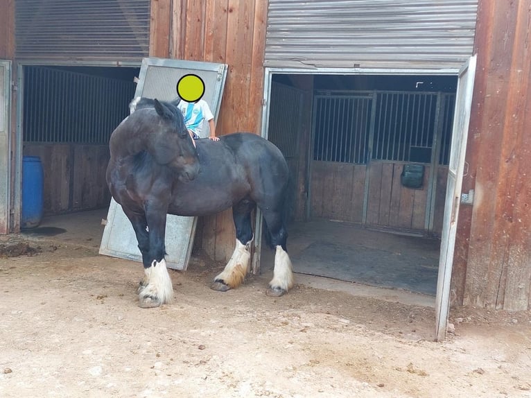 Gypsy Horse Mare 10 years 14,2 hh Black in kirchberg am Wagram