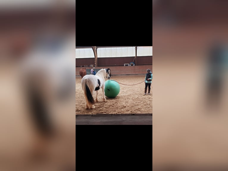 Gypsy Horse Mare 10 years 14,2 hh in Hammelburg