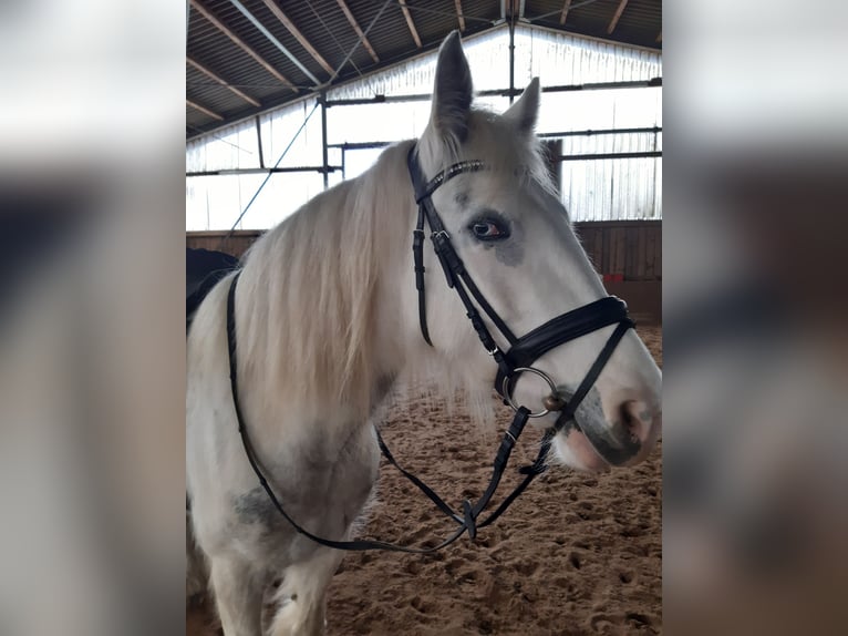 Gypsy Horse Mix Mare 10 years 14,3 hh Pinto in Wickede