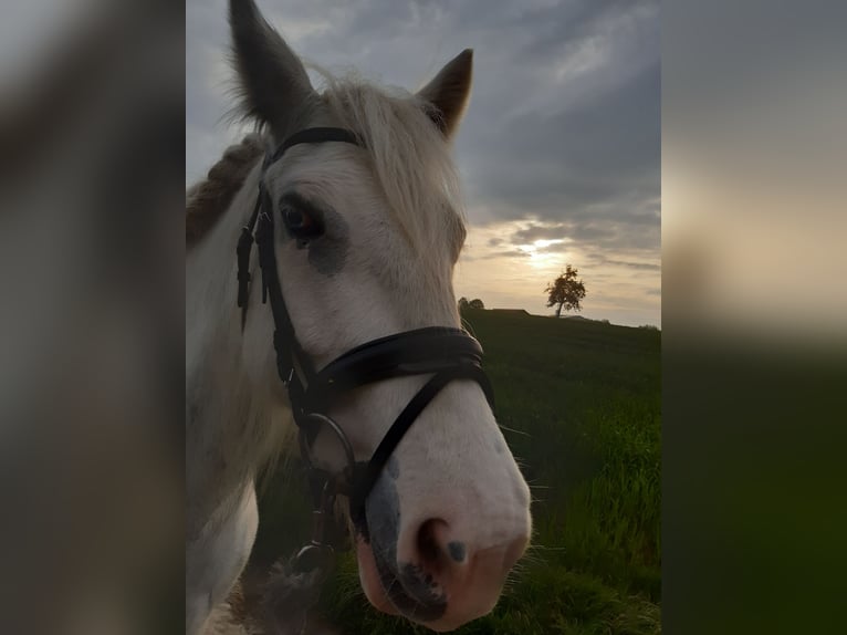 Gypsy Horse Mix Mare 10 years 14,3 hh Pinto in Wickede