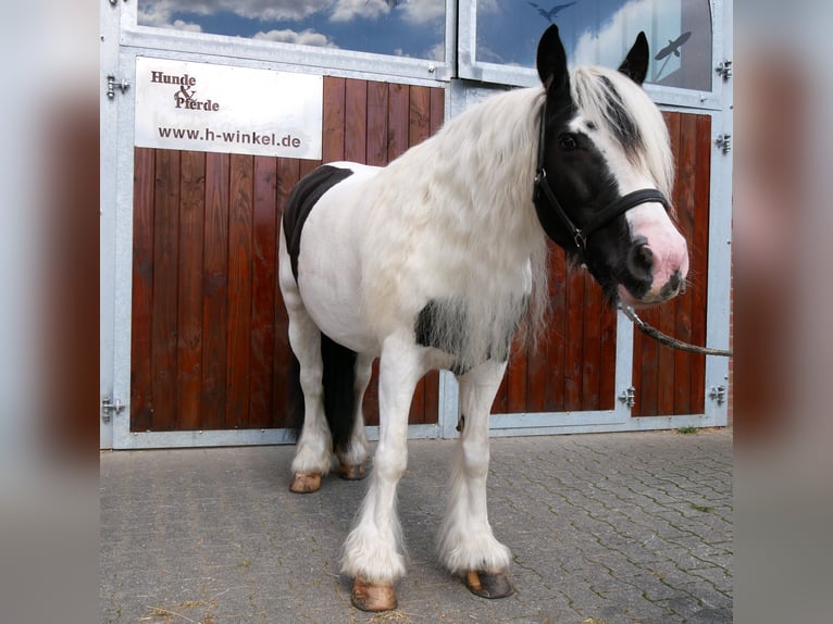 Gypsy Horse Mare 10 years 15 hh  in Dorsten