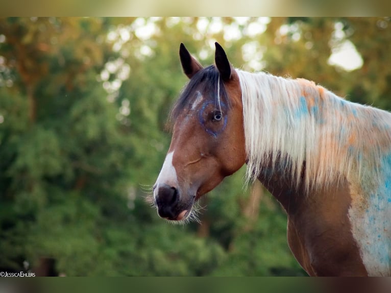 Gypsy Horse Mix Mare 10 years 15,1 hh Pinto in Espelkamp