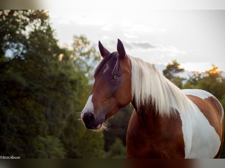 Gypsy Horse Mix Mare 10 years 15,1 hh Pinto in Espelkamp