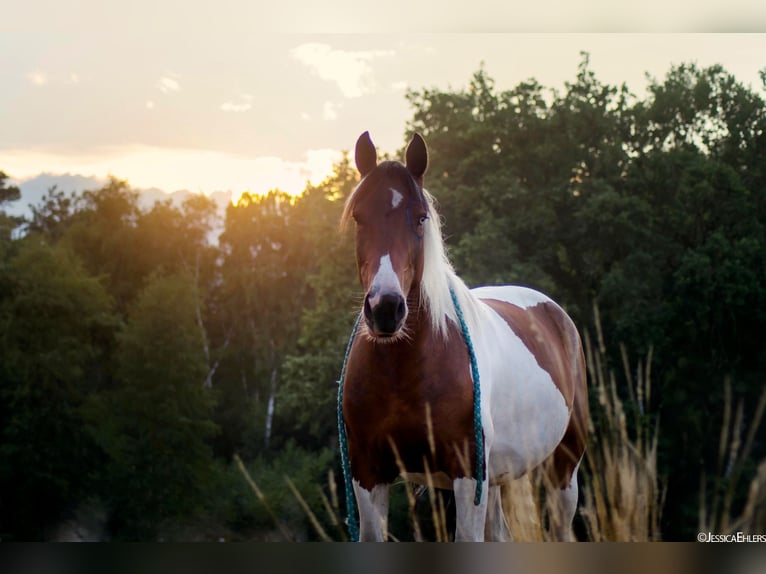 Gypsy Horse Mix Mare 10 years 15,1 hh Pinto in Espelkamp