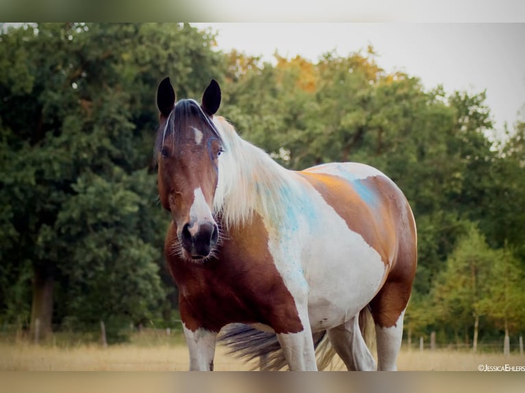 Gypsy Horse Mix Mare 10 years 15,1 hh Pinto in Espelkamp