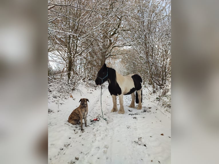 Gypsy Horse Mare 10 years 16 hh Pinto in L&#xFC;beck