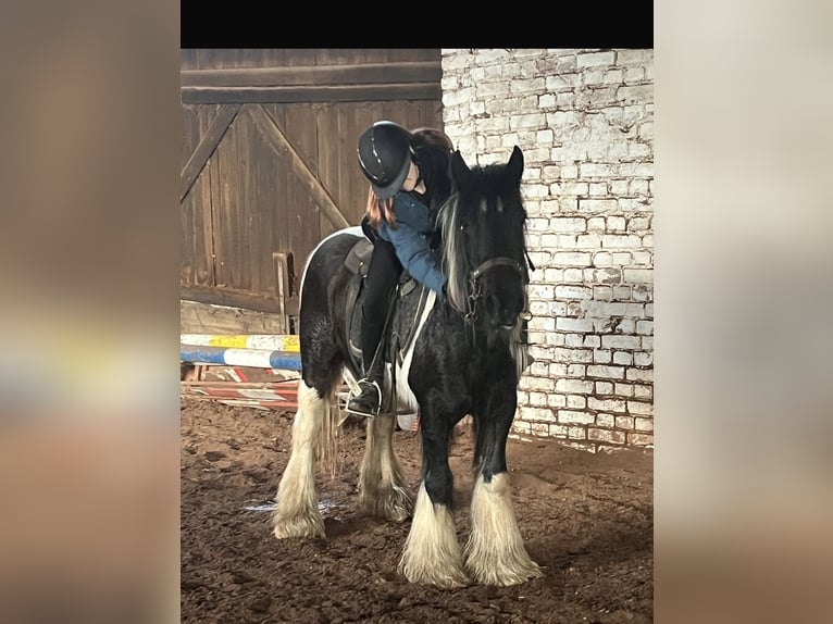 Gypsy Horse Mare 10 years Pinto in Ecklingerode