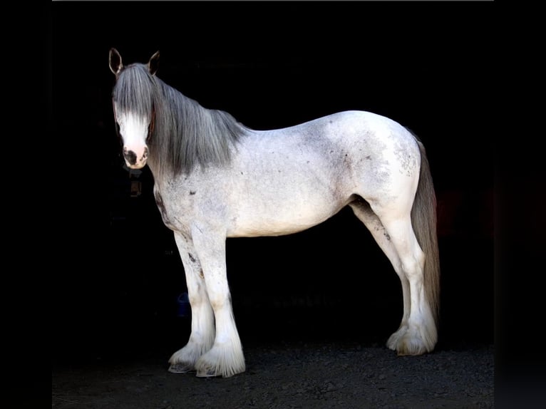 Gypsy Horse Mare 10 years Sabino in 48356