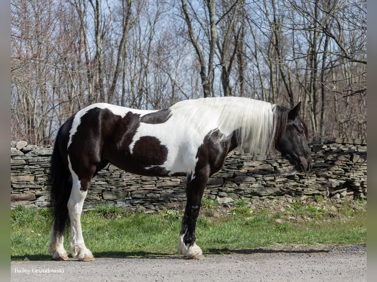 Gypsy Horse Mare 10 years Tobiano-all-colors in Everett PA