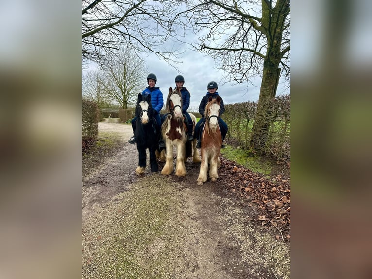 Gypsy Horse Mare 11 years 12,1 hh Black in Bogaarden