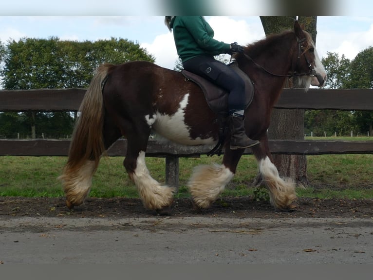 Gypsy Horse Mare 11 years 12.2 hh Chestnut-Red in Lathen