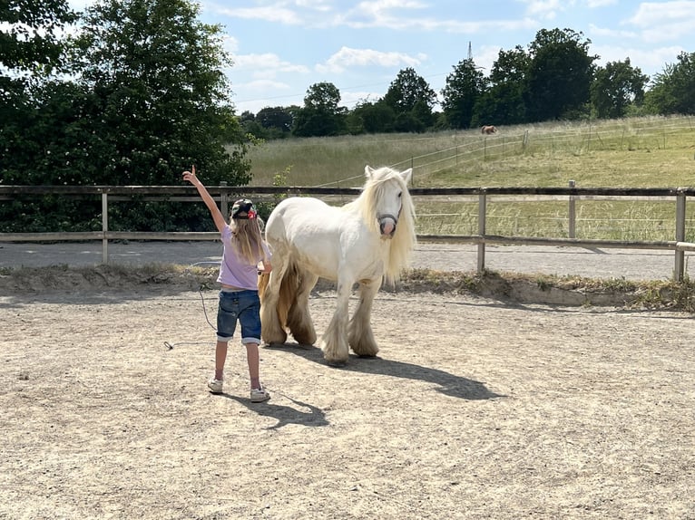 Gypsy Horse Mare 11 years 12,1 hh Grey in Fuldatal