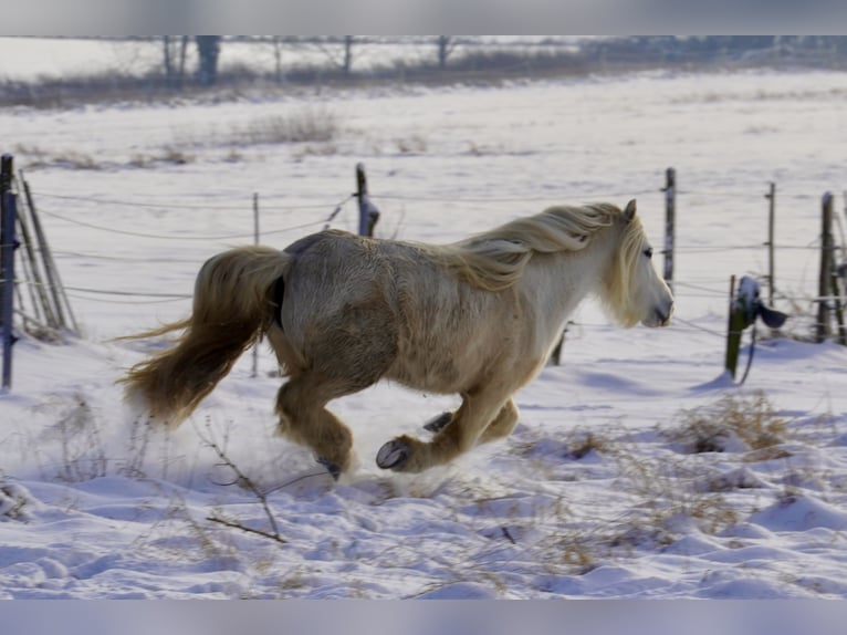 Gypsy Horse Mare 11 years 12,1 hh Grey in Fuldatal