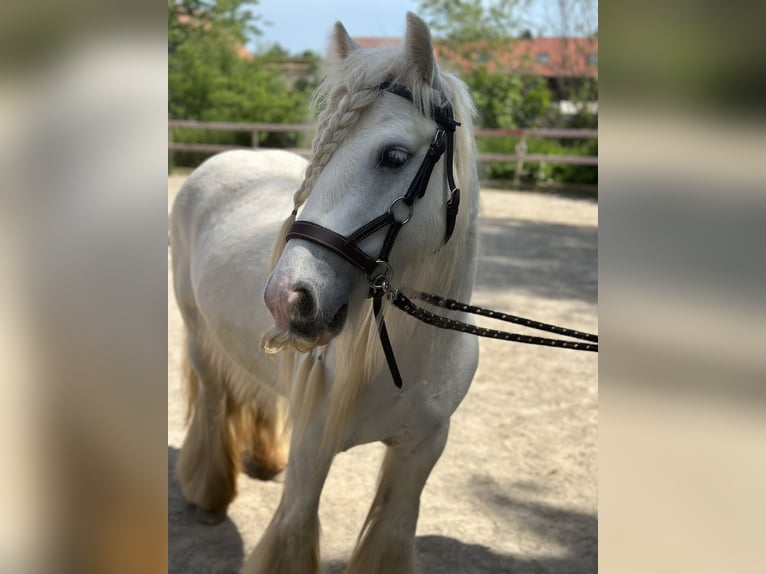 Gypsy Horse Mare 11 years 12,1 hh Grey in Fuldatal