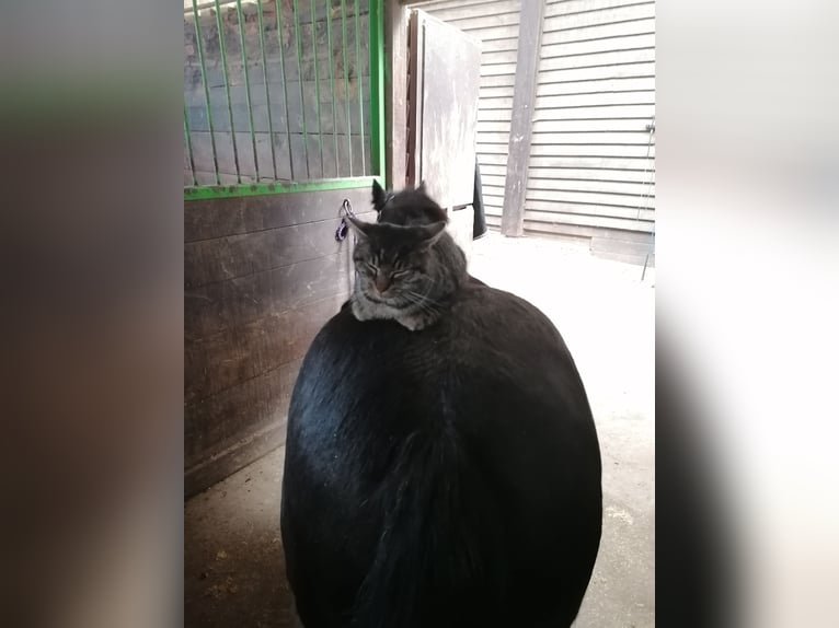 Gypsy Horse Mare 11 years 12,2 hh Black in Crailsheim