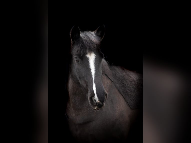 Gypsy Horse Mix Mare 11 years 13,2 hh Black in Braunschweig